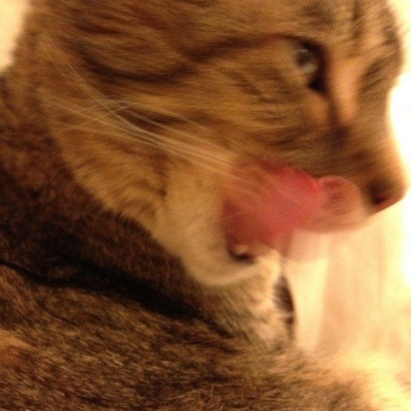 Meet your Posher, Patricia - Picture 1 of 1